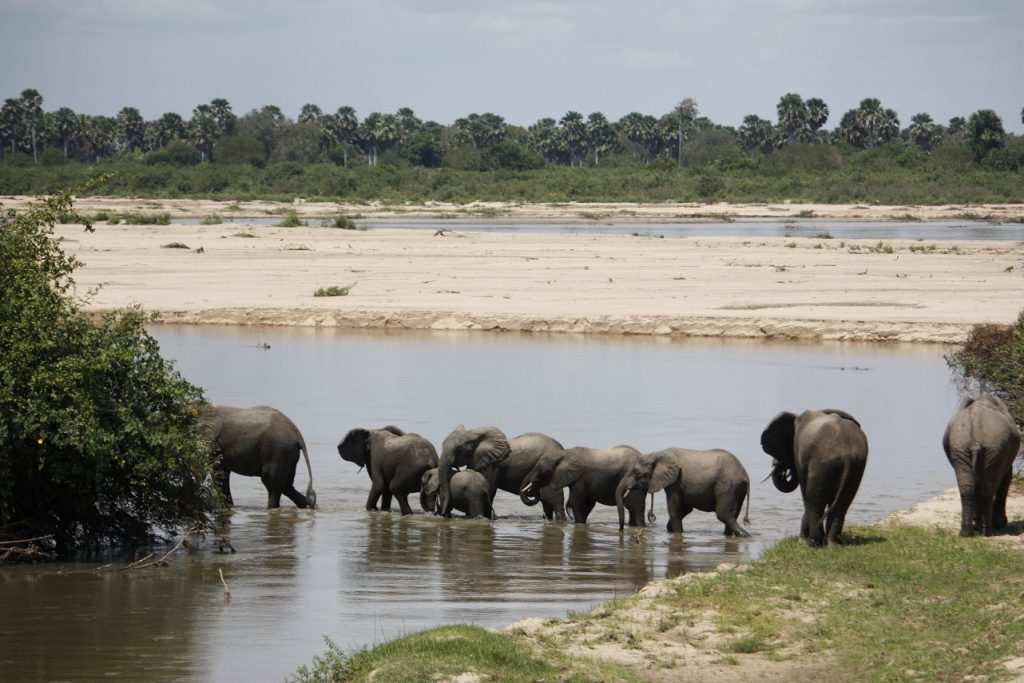 Ruaha National Park