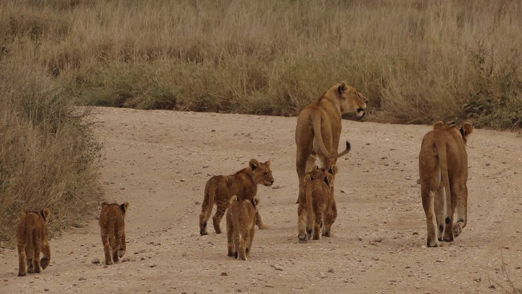 December - March: Safari Migration