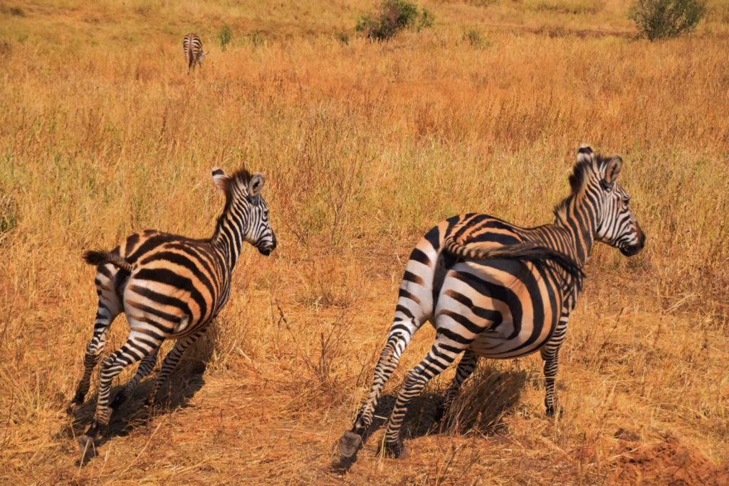 5 Nights Manyara, Serengeti, Ngorongoro